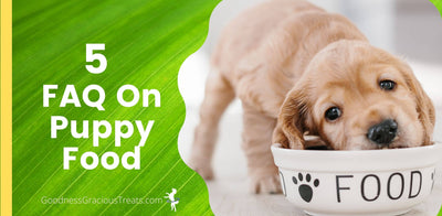5 FAQ on Puppy Food [+ when to switch to Dog Food]