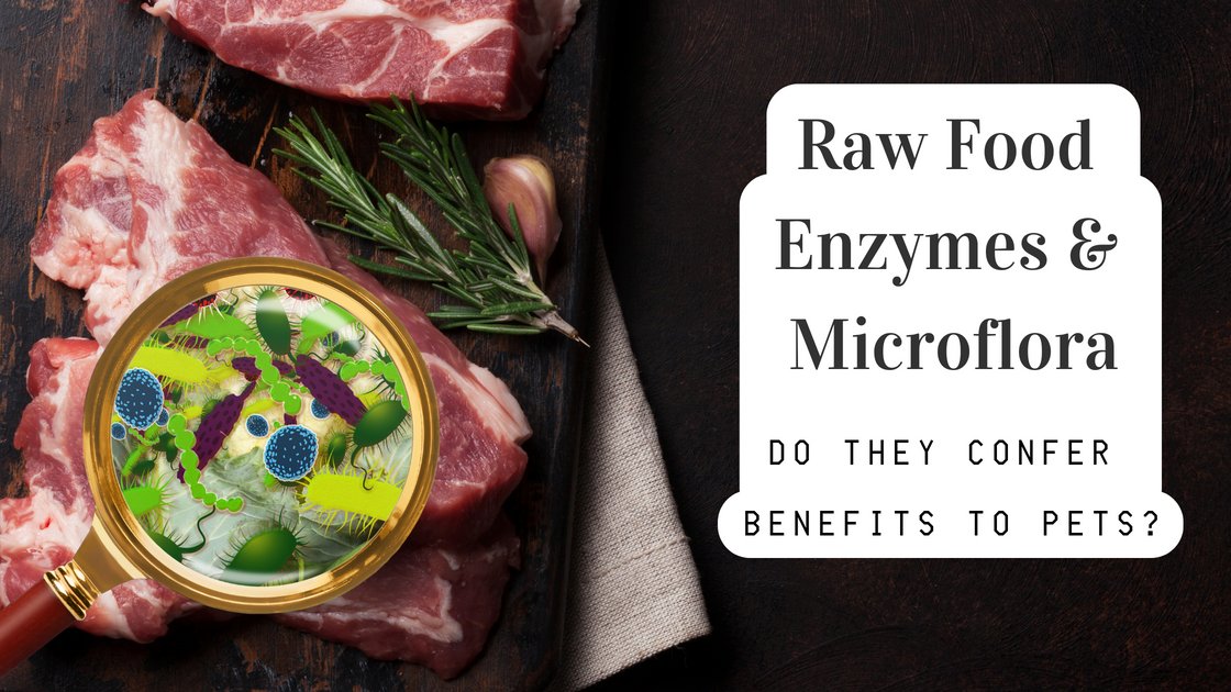 Do Dogs and Cats Benefit from Enzymes and Microflora in Raw