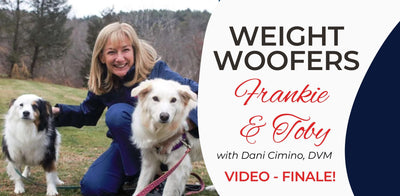 Weight Woofers! The Final Reveal of Frankie and Toby as shared by Dani Cimino, DVM (and Mom)