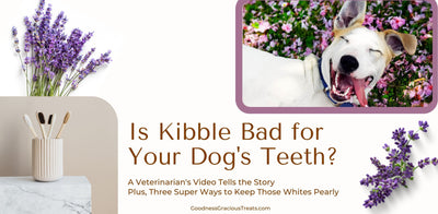 Is Kibble Bad For Your Dog’s Teeth? A Must-See Video, Plus 3 Ways to Clean Those Canines