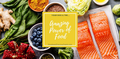 The Amazing Power Of Food. Inspiring Ways For Dogs To Thrive