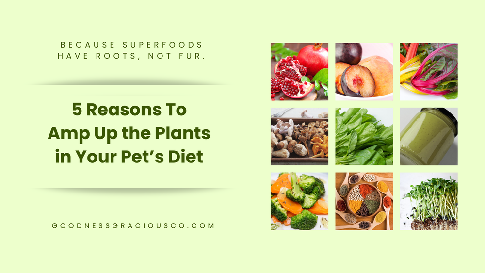 Five Reasons to Amp Up the Plants in Your Dog's' Diet – Goodness Gracious