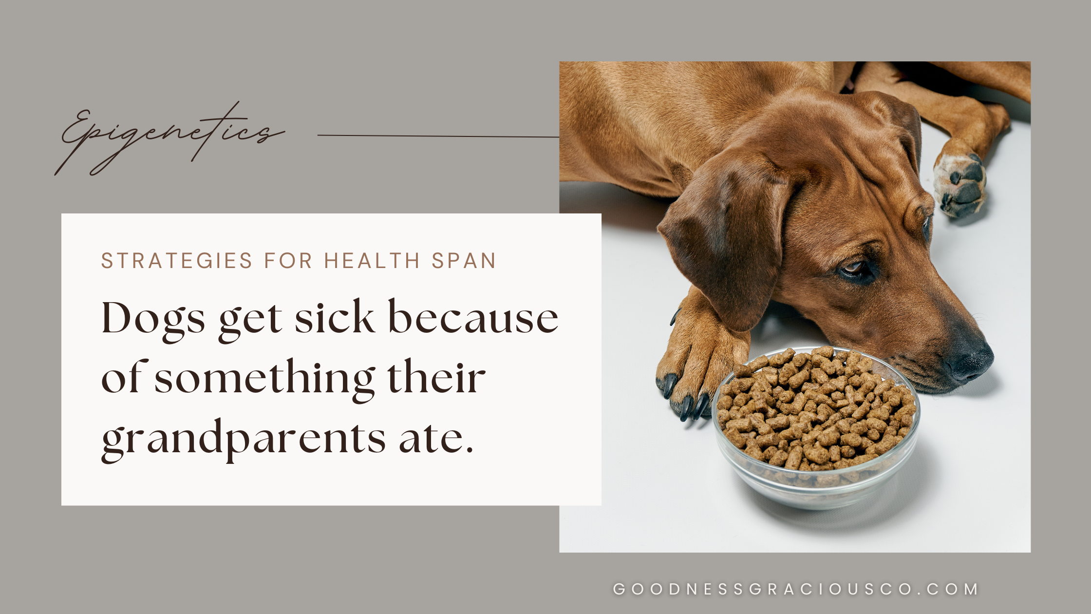 Frequently Asked Questions of Do Dogs Get Sick Of Their Food?