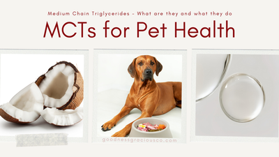 Medium-Chain Triglycerides (MCTs): What They Are and Why They Matter in Pet Nutrition