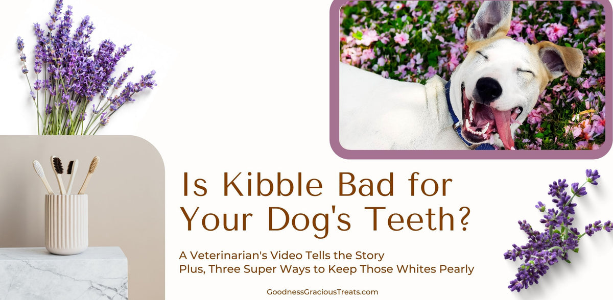 Kibble and Canine Dental Health [Vet Video + 3 Good Teeth Cleaners