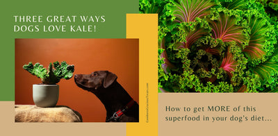 Three Great Ways Dogs Love Kale!